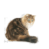 FHN AGEING 12+ - GATO